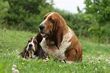 BASSET HOUND 031